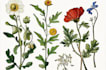do botanical illustration for you
