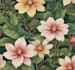 do illustrate best botanical illustration