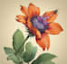 illustrate best botanical illustration