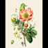 draw custom hand drawn botanical illustration for you
