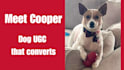 create dog ugc videos for pet brands toys treats and more