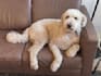 create dog ugc videos for your amazon pet product listing