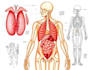 create medical and anatomical illustrations