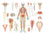 create medical illustrations and diagrams