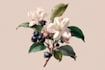 illustrate best botanical illustration