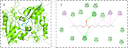 do molecular docking, 2d 3d interactions, and admet analysis