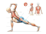 draw exercise, medical and anatomy illustrations