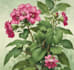 do botanical illustration art for you