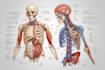 create anatomy, medical, and scientific illustrations