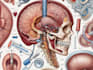 draw detailed medical illustrations