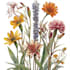 illustrate best botanical illustration