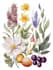 create a botanical illustration