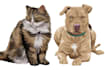 create vector illustration pet, cat from photo