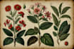 do botanical and anatomical scientific illustrations