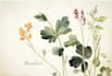 illustrate best botanical illustration