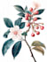 create watercolour botanical illustration