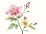 illustrate best botanical illustration
