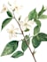make a botanical illustration