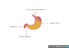 create professional scientific illustrations for research paper