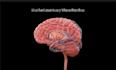 create realistic 3d medical animation and anatomy visualization