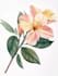 draw botanical and nature illustrations