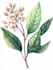 design unique botanical plant illustration