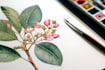 draw botanical illustration, flowers, fruits