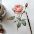 draw botanical illustration, flowers, fruits