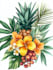 do botanical and anatomical scientific illustrations