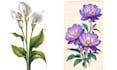 illustrate best botanical illustration