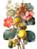 illustrate best botanical illustration, botanical