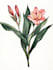 draw botanical and flower line art illustration