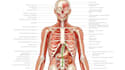 draw exercise, medical and anatomy illustrations