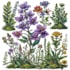 create amazing botanical illustration