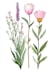draw a botanical illustration