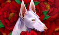 draw artistic pet portrait in digital art style illustration