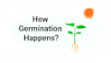 do simple illustration and animation