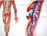 draw exercise, medical and anatomy illustrations