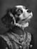 draw a custom pet portrait illustration