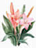 illustrate best botanical illustration
