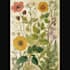 create a beautiful vintage botanical illustration poster