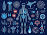 create medical and scientific illustrations