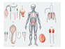 draw detailed medical illustrations