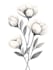 illustrate best botanical illustration
