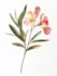 do realistic botanical illustration