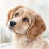 draw watercolor pet portrait