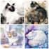 paint a custom watercolor pet portrait by hand