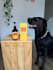 create real dog mom ugc ads for pet brands