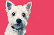 draw pop art dog cat pet potrait
