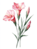 do a botanical illustration